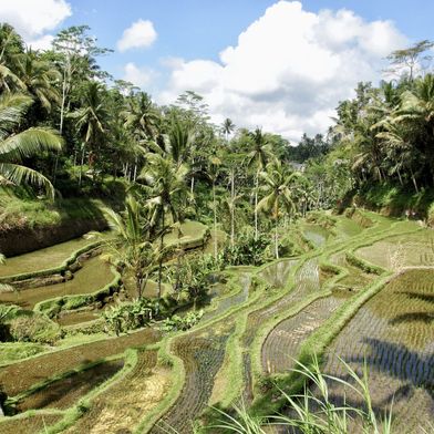 Rijstvelden Ubud Bali